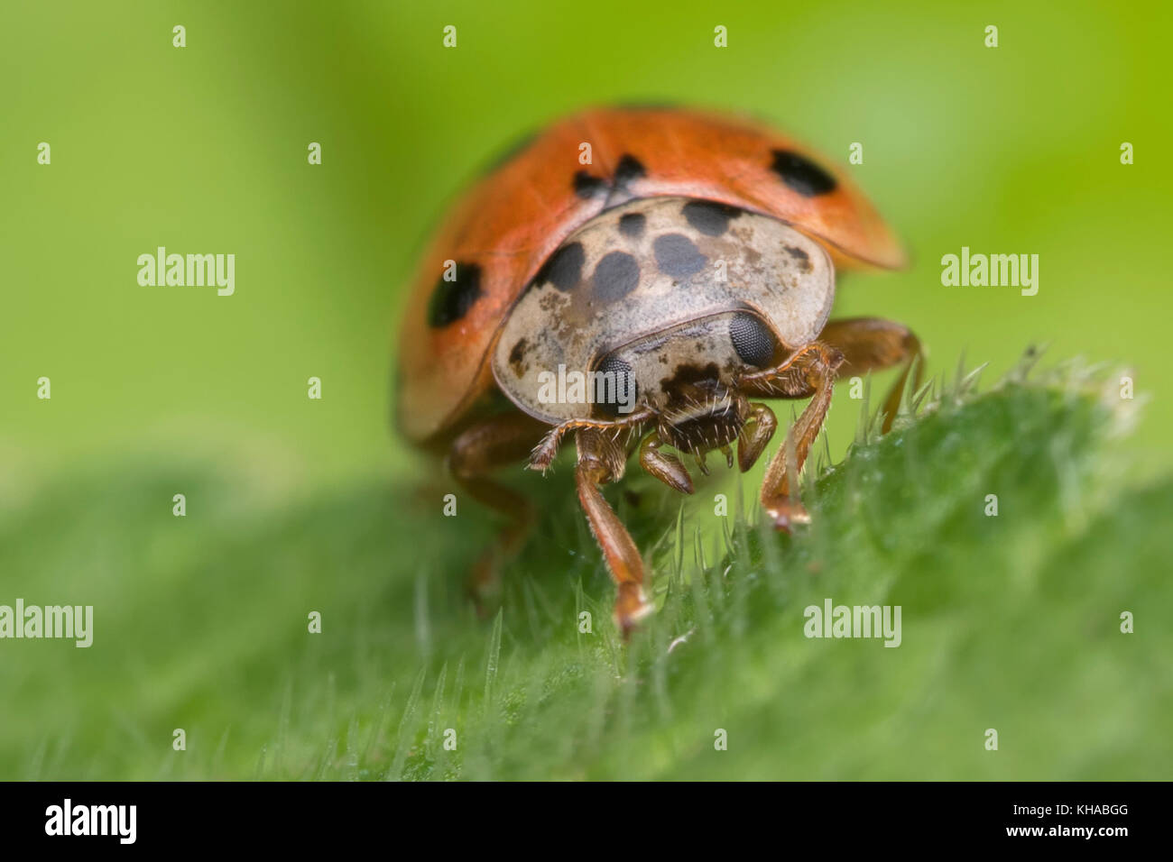 10 spot Ladybird (Adalia decempunctata) on hazel. Tipperary, Ireland Stock Photo