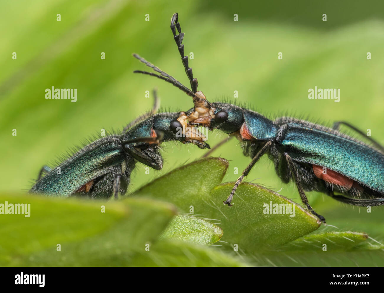 Common Malachite Beetles, male and female (Malachius bipustulatus) interacting on a buttercup leaf. Male trying to mate with female.Tipperary, Ireland Stock Photo