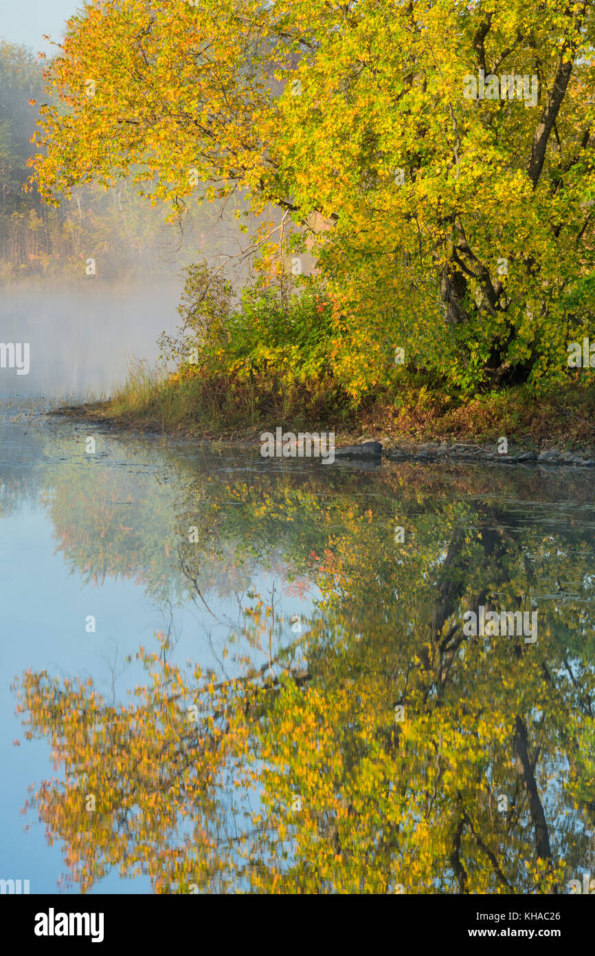Maple tree and reflection, Vermilion River, Whitefish, City of Greater Sudbury, Ontario, Canada. Stock Photo