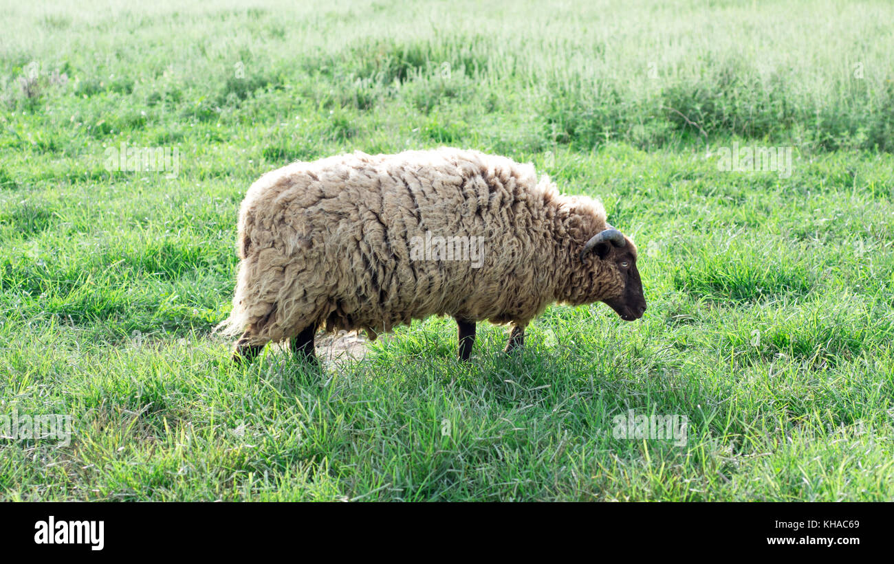 Sun Shining on the Wool of Shetland Sheep Stock Photo