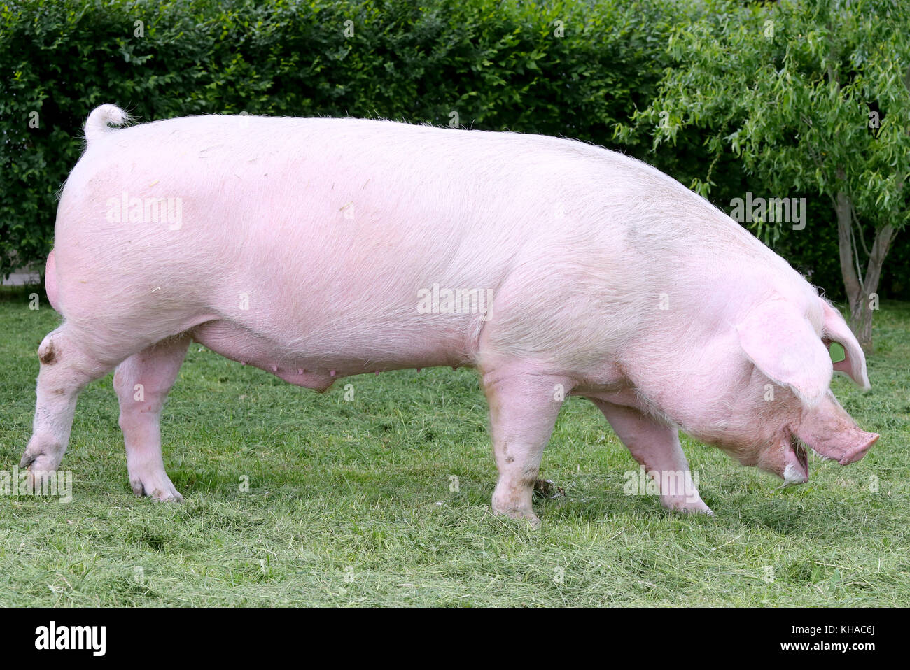 Young pink colored pig sow runs across animal farm Stock Photo - Alamy Young pink colored pig sow runs across animal farm Stock Photo - Alamy