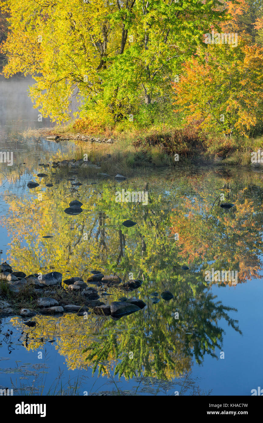 Maple tree and reflection, Vermilion River, Whitefish, City of Greater Sudbury, Ontario, Canada. Stock Photo