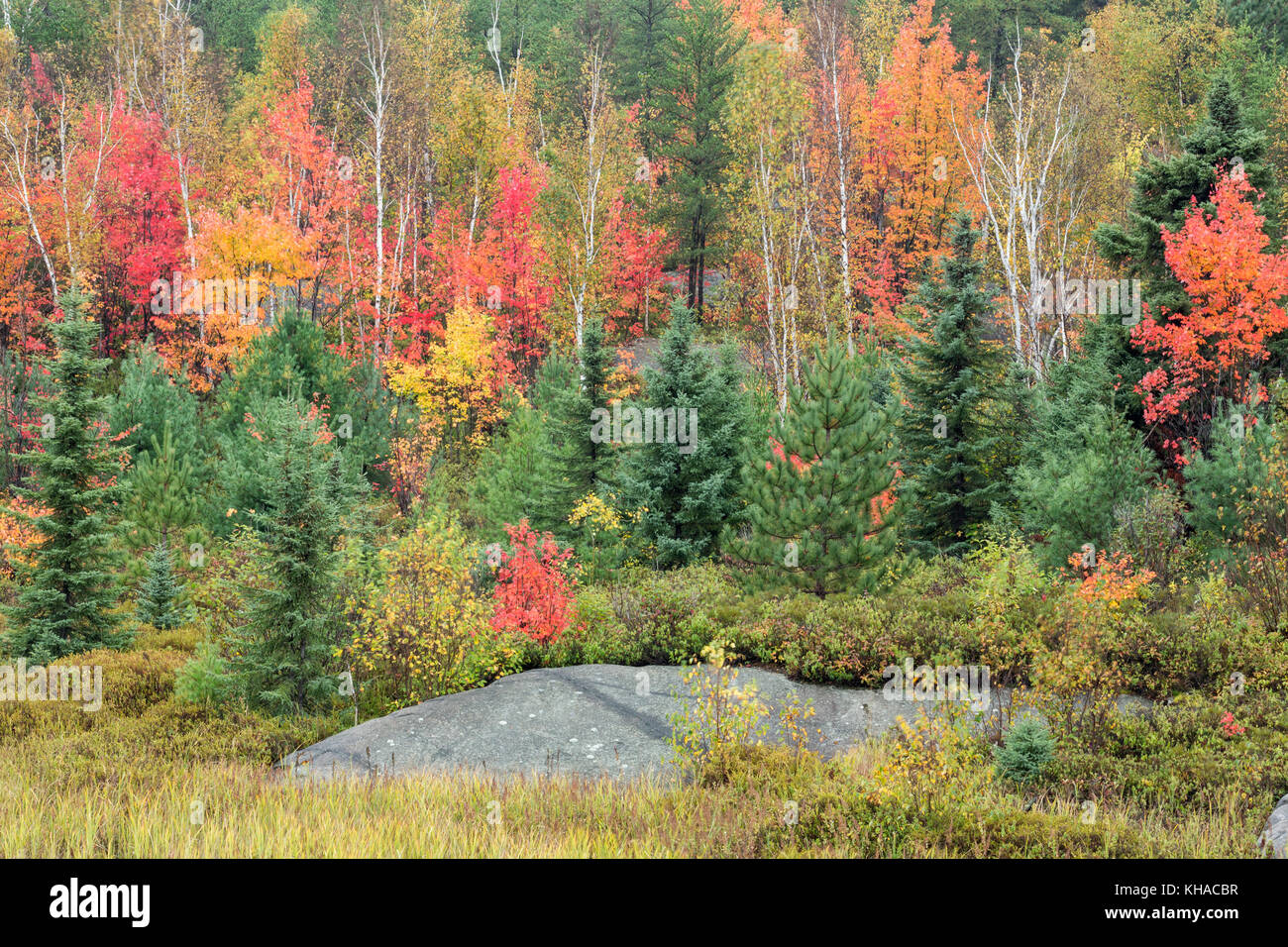 Forest in autumn, Lively, City of Greater Sudbury, Ontario, Canada Stock Photo