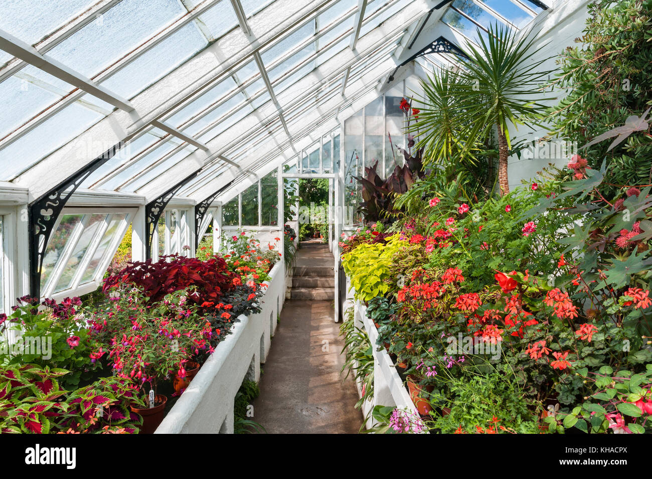Crathes Castle, Banchory, Aberdeenshire, Scotland, UK. Interior view of the  Victorian greenhouse in the famous walled gardens Stock Photo - Alamy