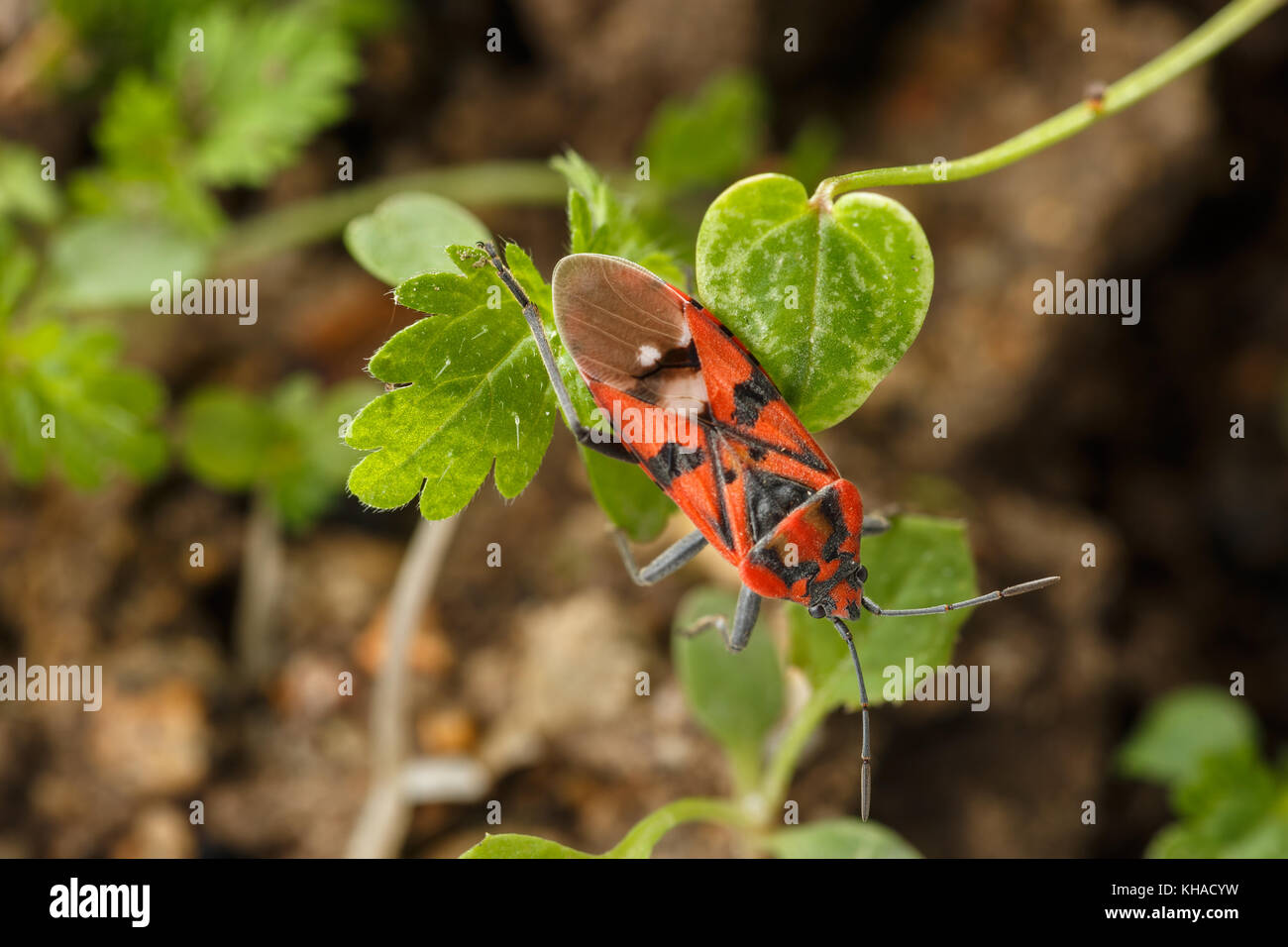 Upperside view of red insect over weed leaves. Wildlife macro photography of seed bug Spilostethus pandurus Stock Photo