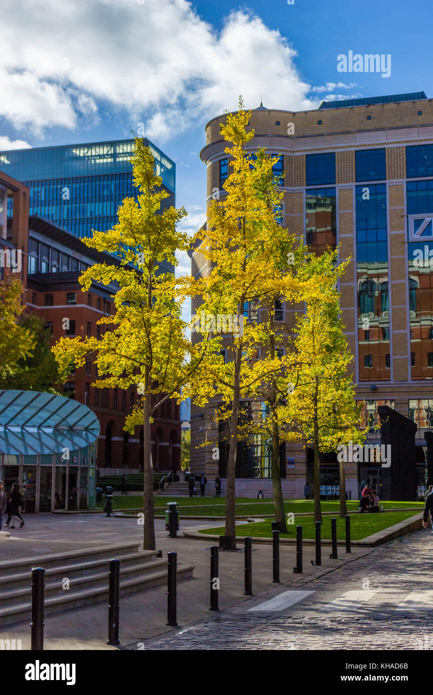 a group of trees with beautiful yellow colored  autumn leaves in the middle of office block estate Stock Photo