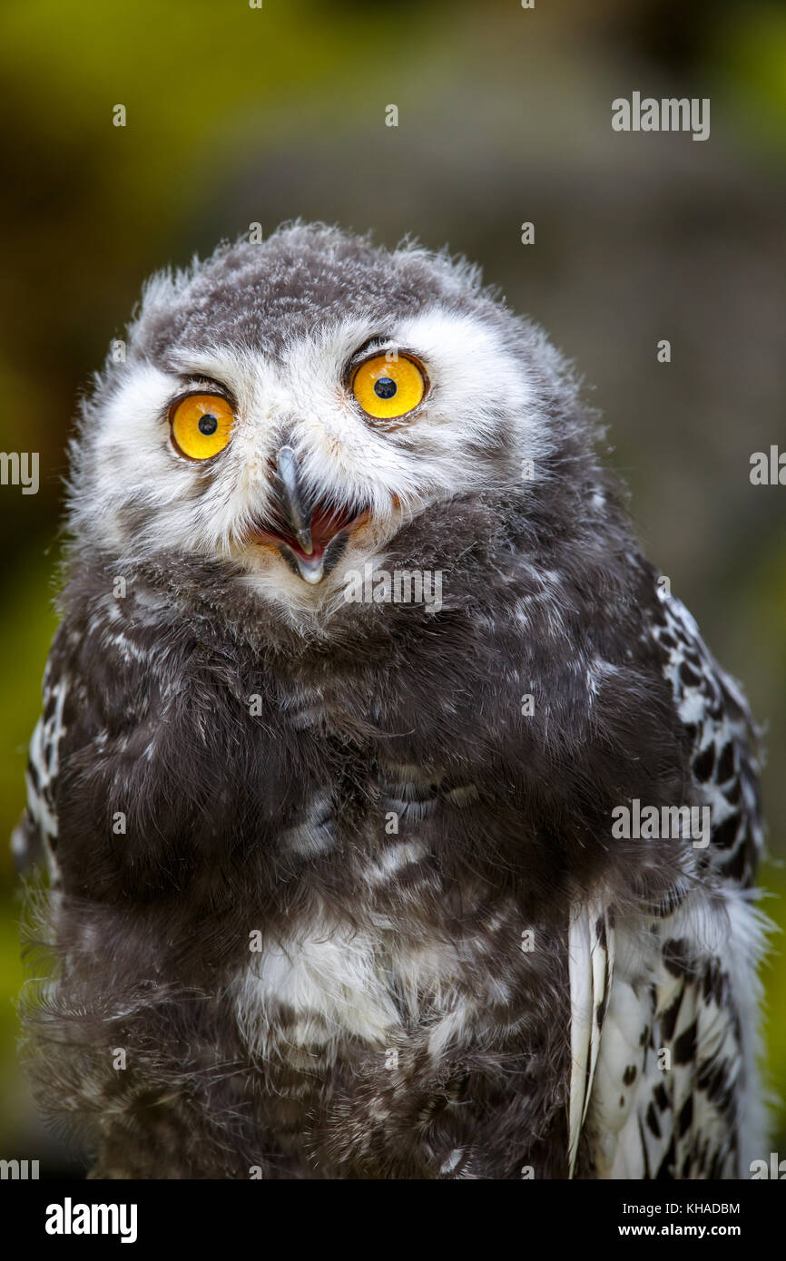 Juvenile Snowy owl (Bubo scandiacus), Germany Stock Photo