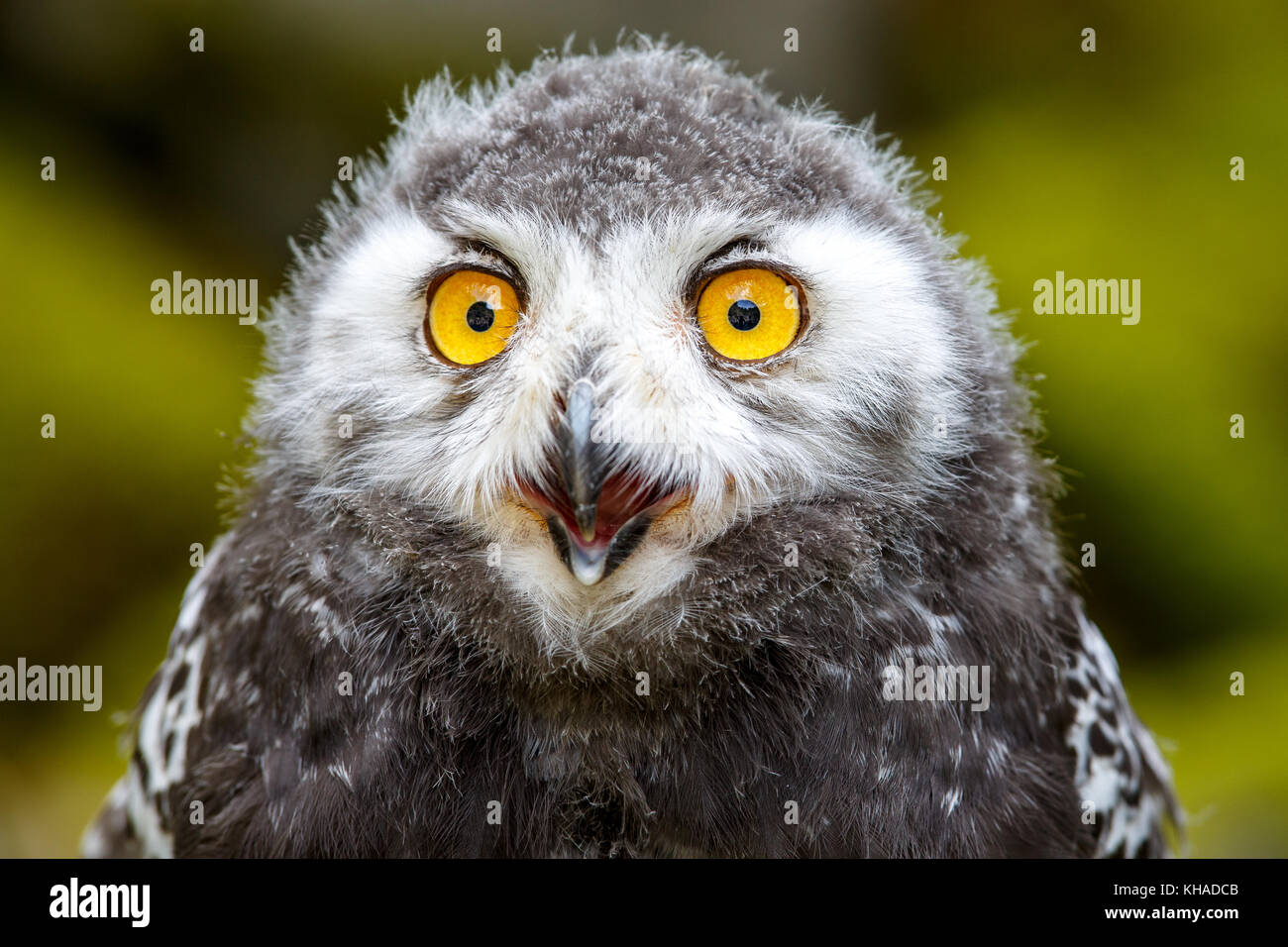 Juvenile Snowy owl (Bubo scandiacus), Portrait, Germany Stock Photo
