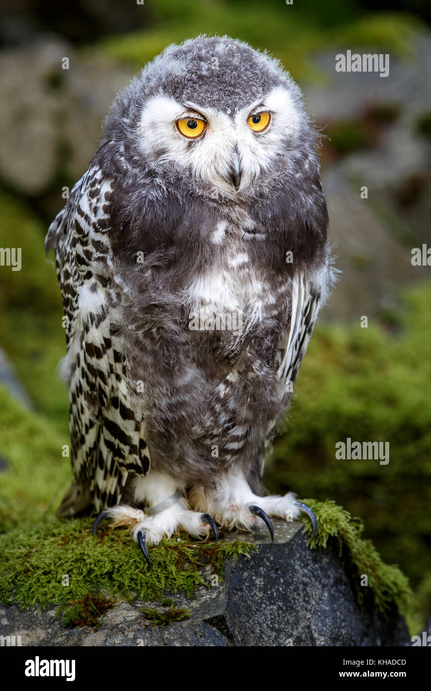 Juvenile Snowy owl (Bubo scandiacus), Germany Stock Photo