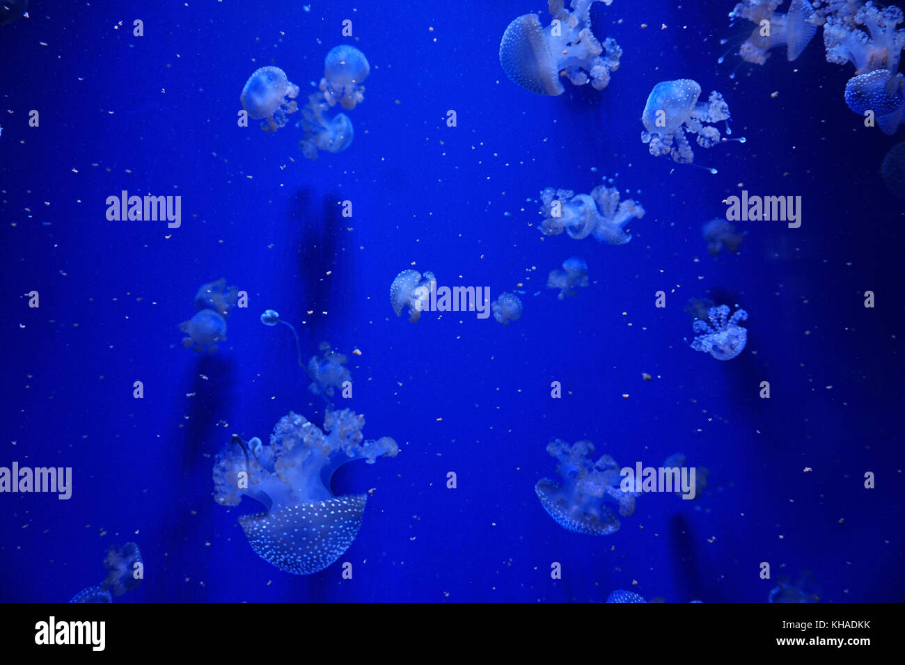 White Spotted Jellyfish Stock Photo