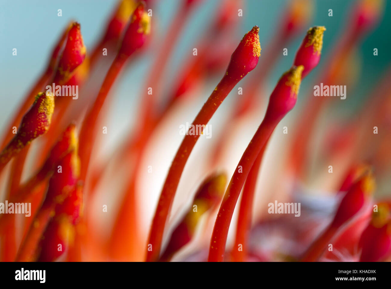 Close-up details using a bellows system to capture botanical details of an Australian Bottlebrush Shrub. Stock Photo