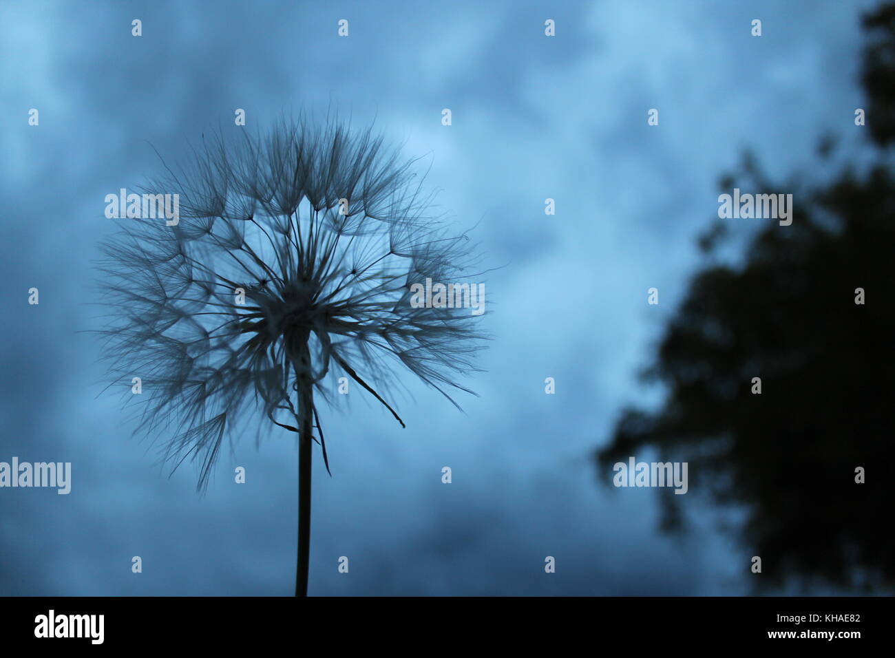 Dandelion on a grey and cloudy evening. Stock Photo