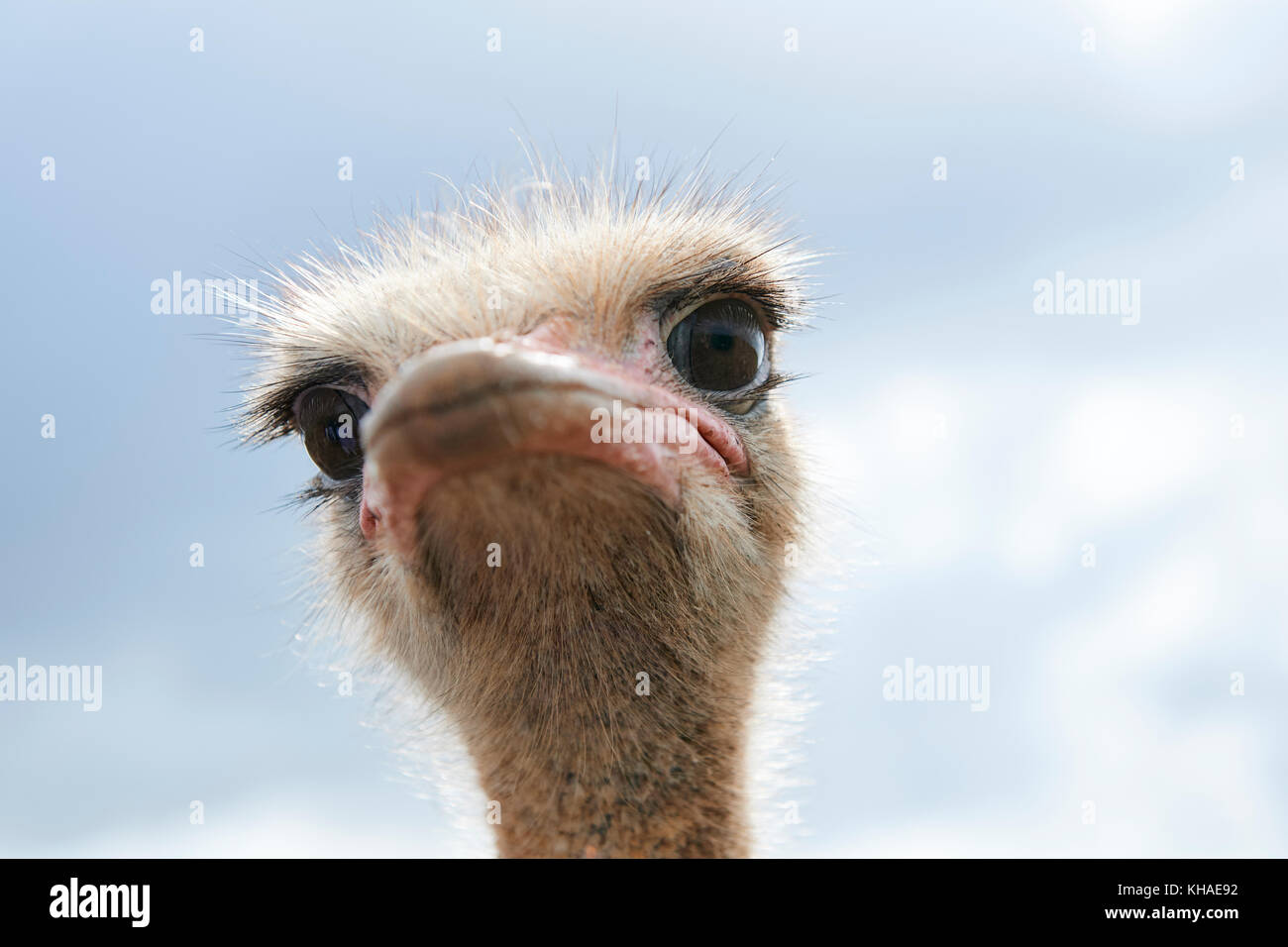 Ostrich (Struthio camelus), portrait Stock Photo