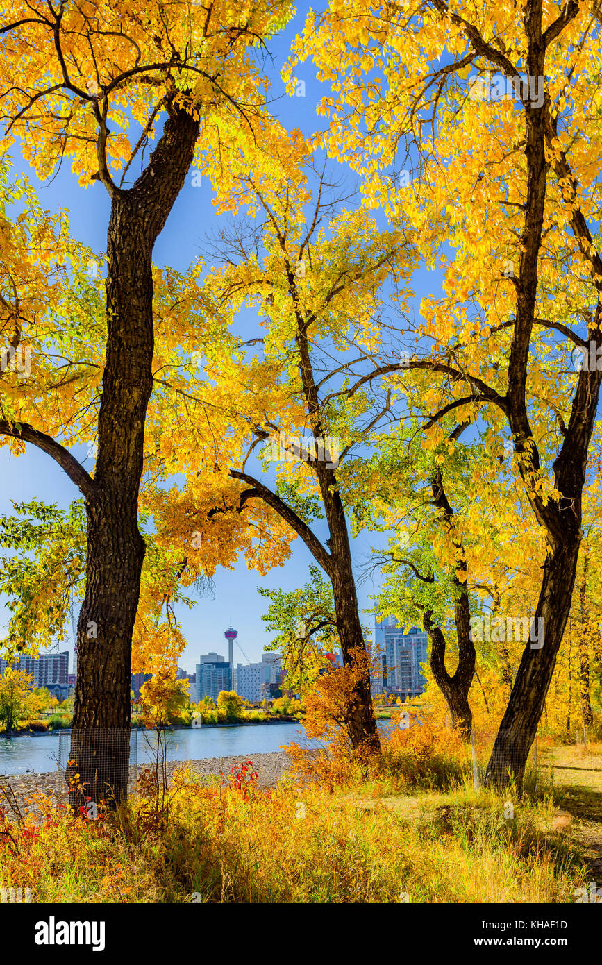 Fall colour, Saint Patricks Island, Calgary, Alberta, Canada. Stock Photo