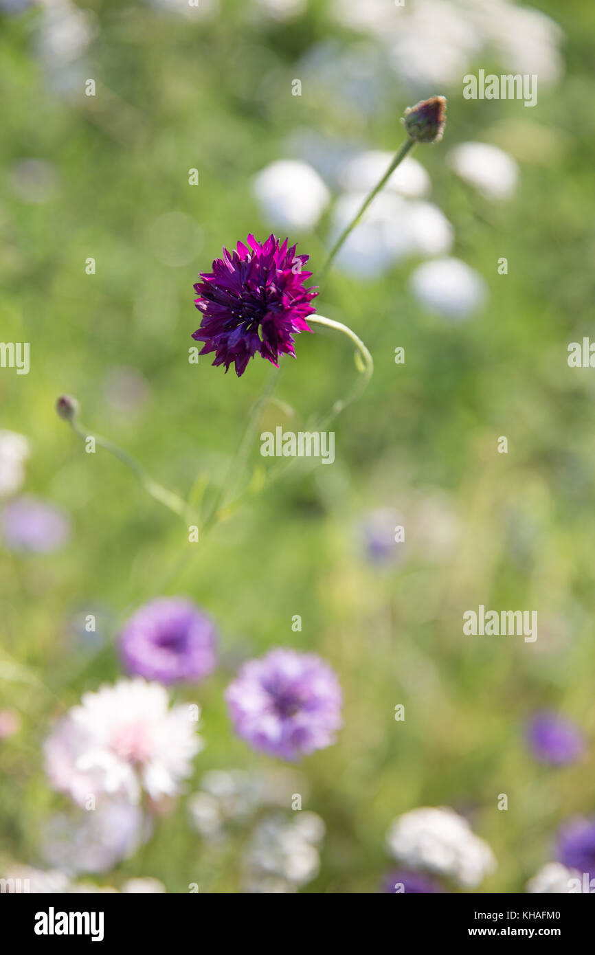 Summer wildflowers hi-res stock photography and images - Alamy