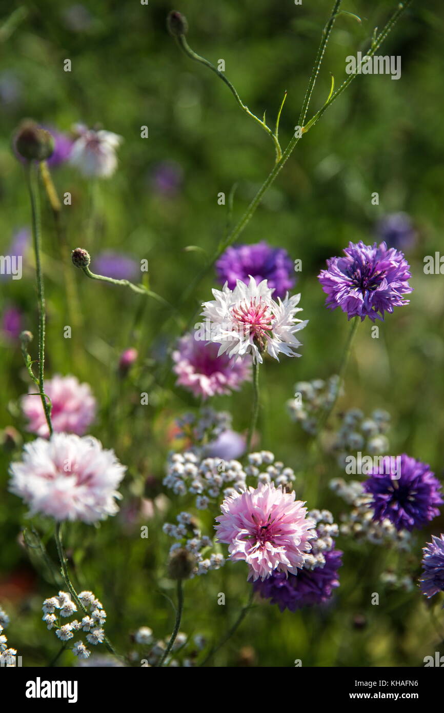 Summer wildflowers hi-res stock photography and images - Alamy