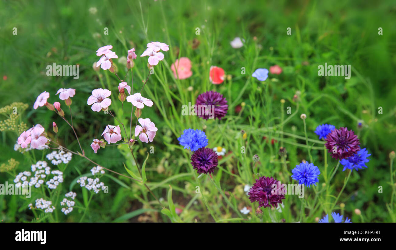 Summer wildflowers hi-res stock photography and images - Alamy
