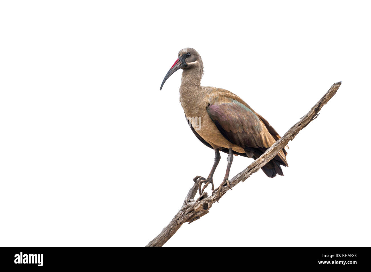 Hadada ibis in Kruger national park, South Africa ; Specie Bostrychia hagedash family of Threskiornithidae Stock Photo