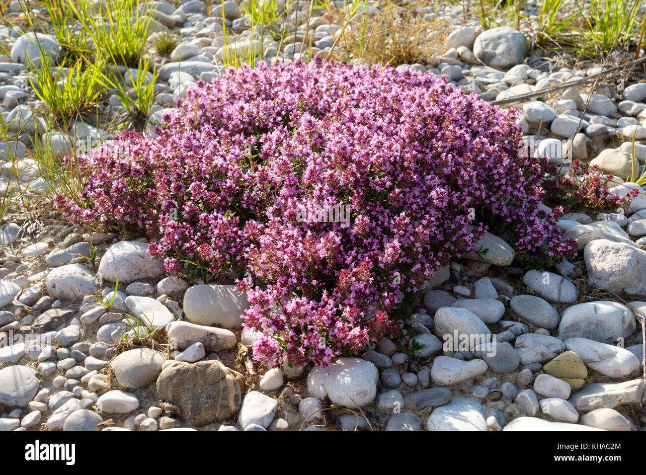 Flowering Thymus serpyllum (Thymus serpyllum) on gravel bank, Isarauen Nature Reserve, Geretsried, Upper Bavaria, Bavaria Stock Photo