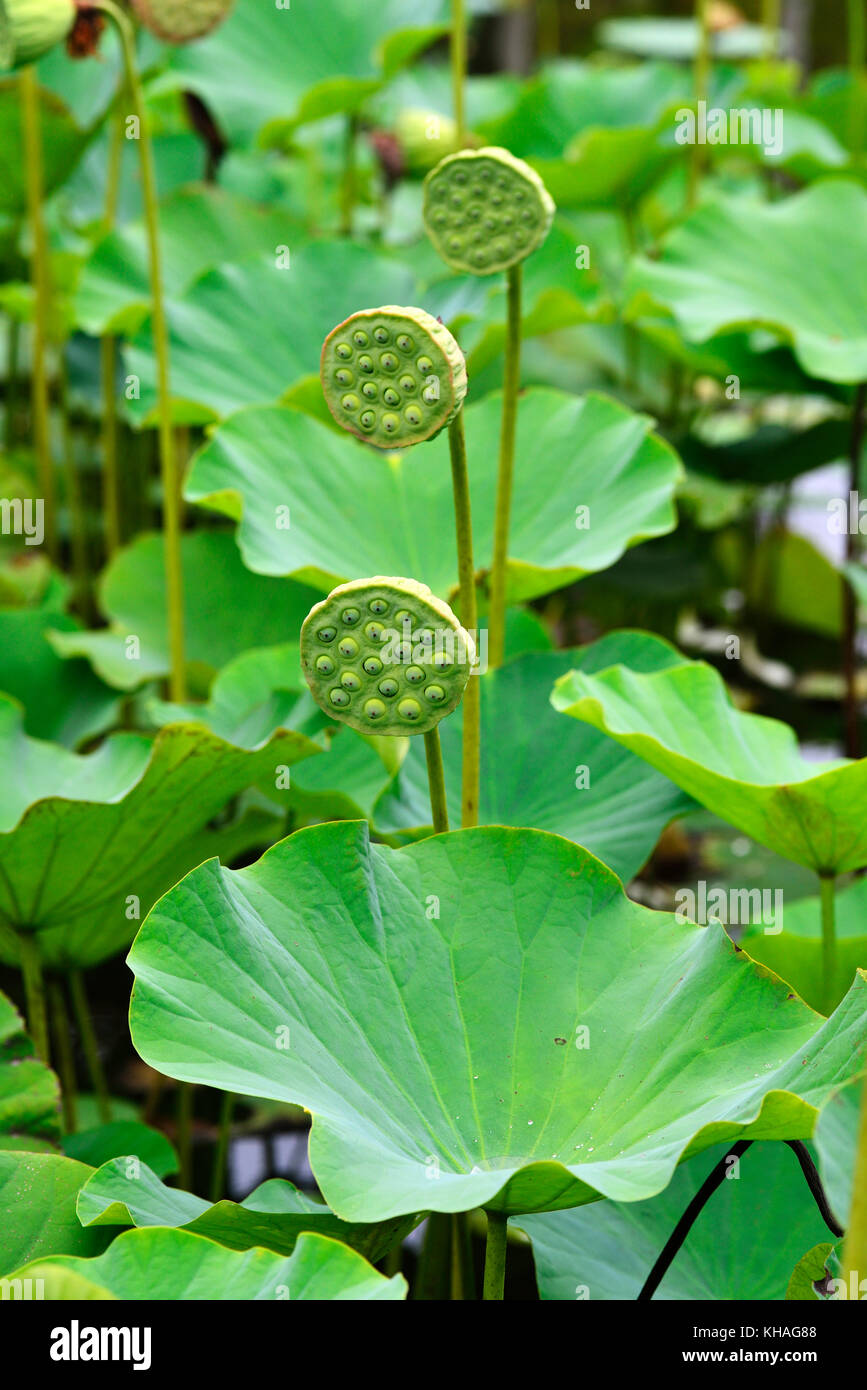 Lotusflower (Nelumbo), Seed capsule, Botanical Garden Sir Seewoosagur Rangoolam, Pamplemousses, Mauritius Stock Photo