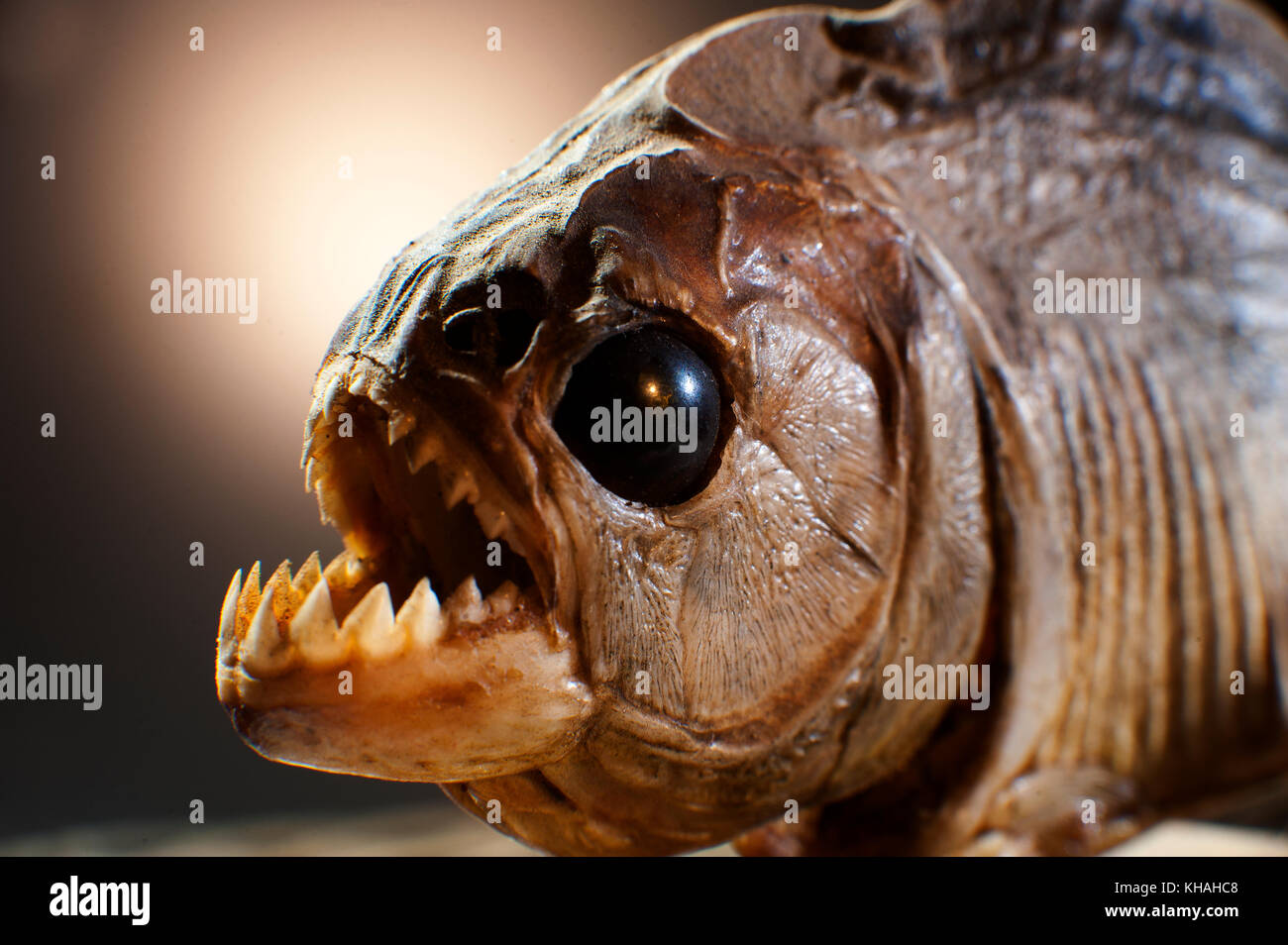 Piranha Fish Toyrobo