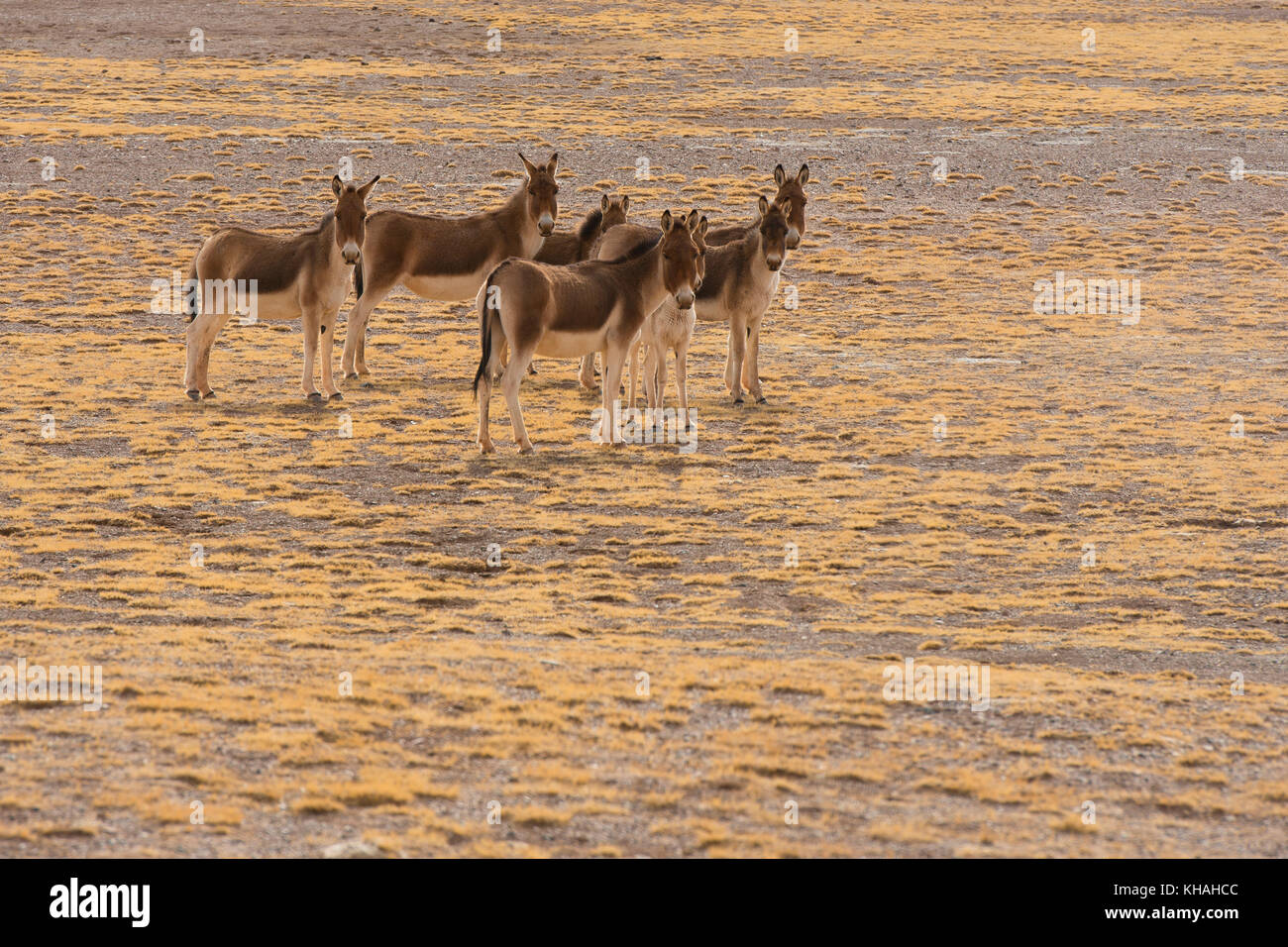 A herd of Kiang or (Equus kiang) in dry steppe, Changtang plateau, Northern Tibet, Tibet, China Stock Photo