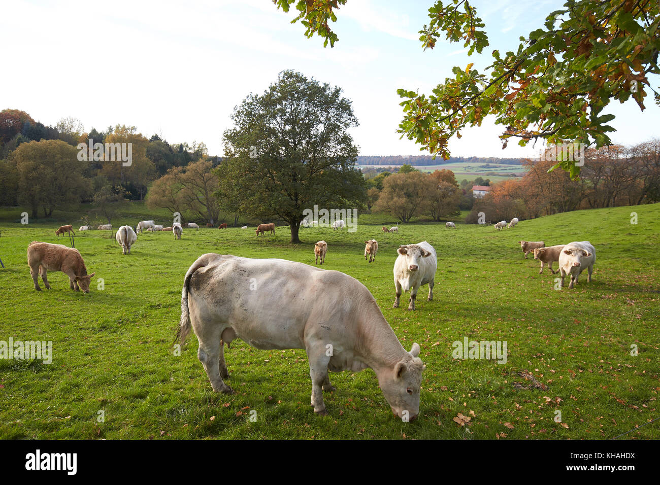 Dairy cows graze on a pasture in the Westerwald, Helferskirchen, Rhineland-Palatinate, Germany Stock Photo