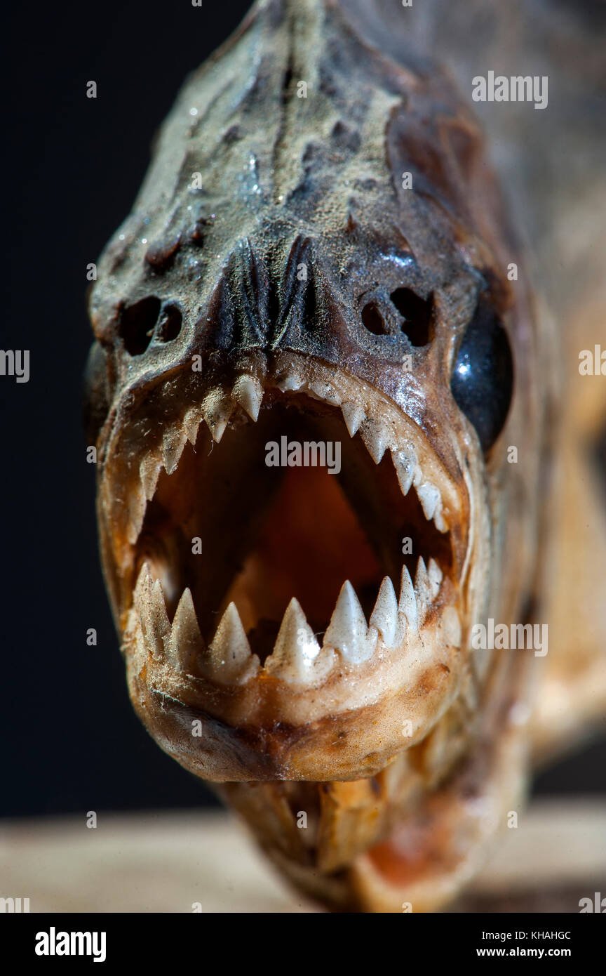 Close Up Showing The Serrated Sharp Tooths Of A Carnivorous Piranha Fish Found In Many Rivers In Brazil Including The Amazon River Brazil Stock Photo Alamy Close Up Showing The Serrated Sharp Tooths Of A Carnivorous Piranha Fish Found In Many Rivers In Brazil Including The Amazon River Brazil Stock Photo Alamy