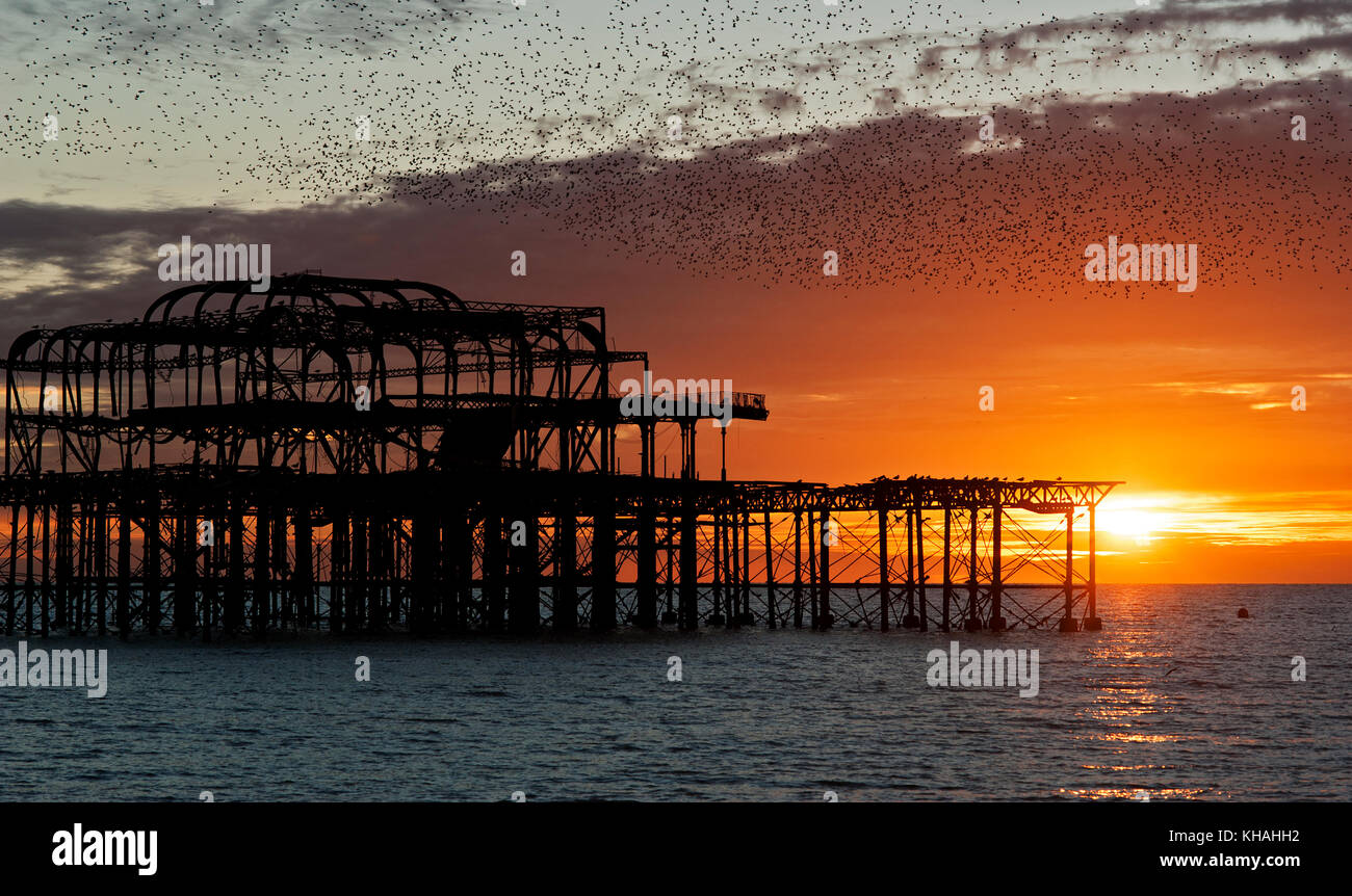 Murmuration over the ruins of Brighton's West Pier on the south coast of England. A flock of starlings swoops in a mass over the pier at sunset. Stock Photo
