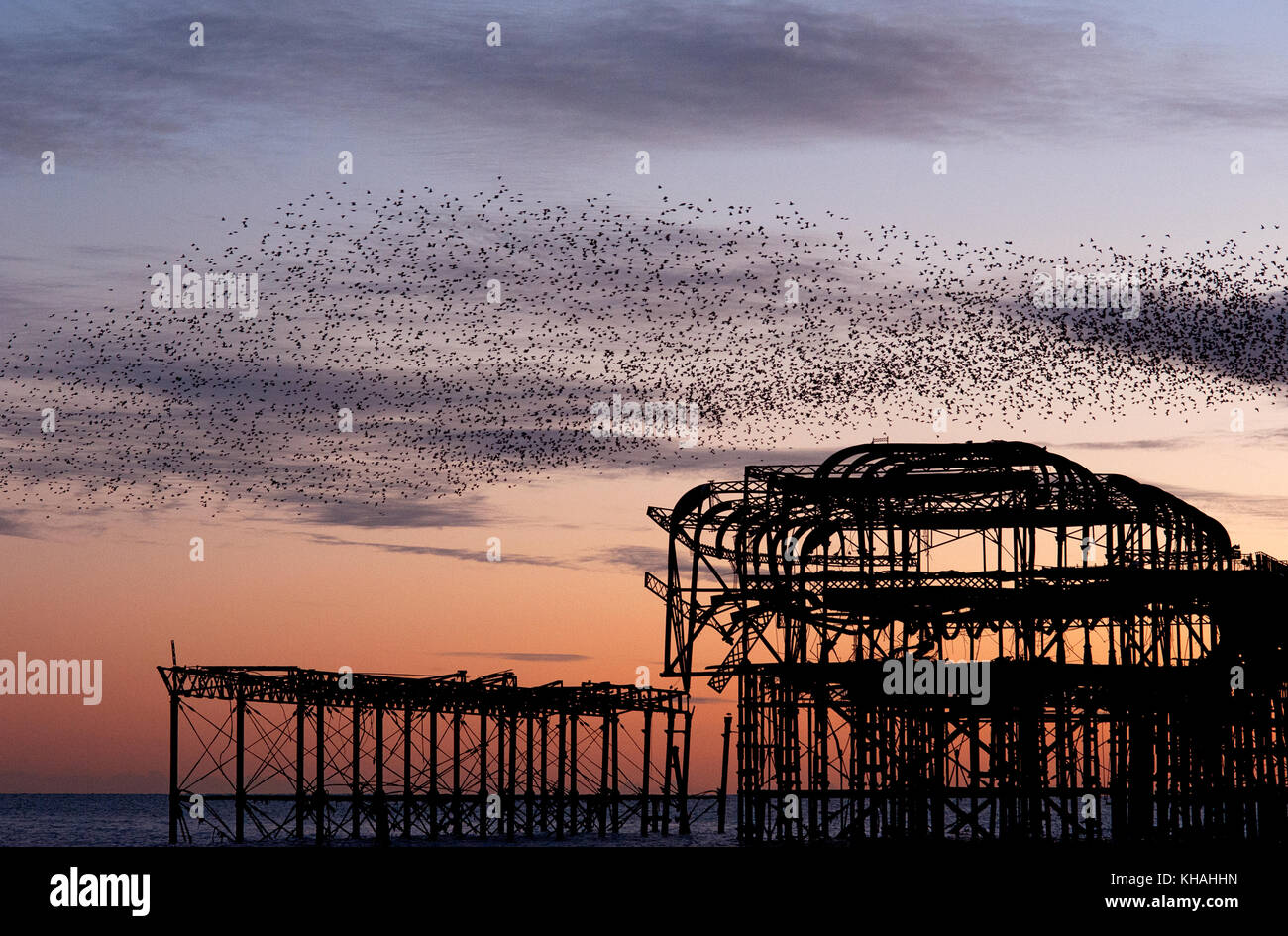 Murmuration over the ruins of Brighton's West Pier on the south coast of England. A flock starlings perform aerial acrobatics over the pier at sunset. Stock Photo