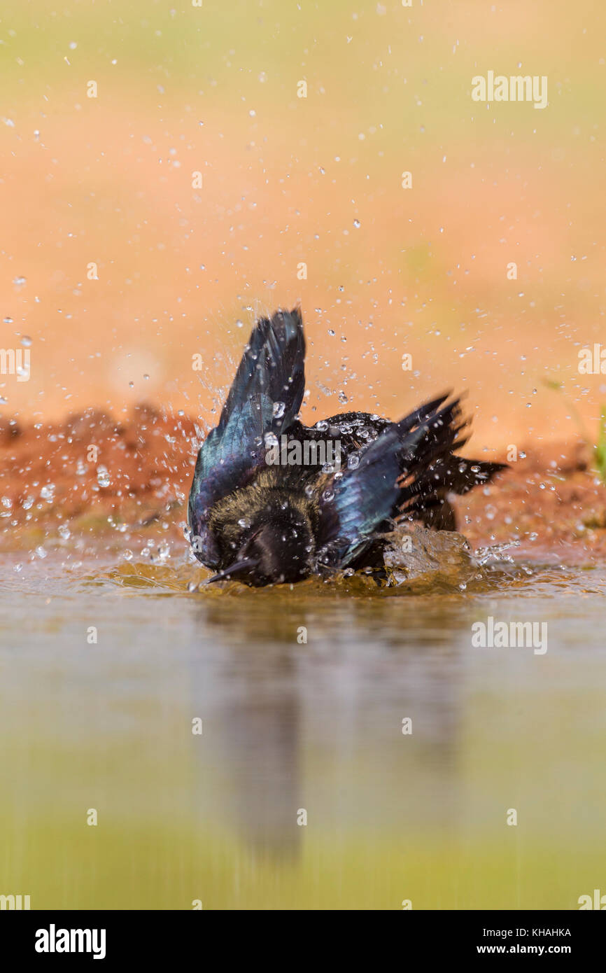 Bronzed cowbird in South Texas taking a bath Stock Photo