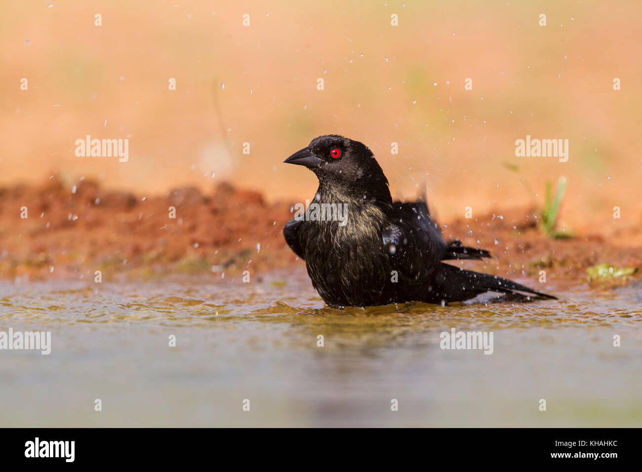 Bronzed cowbird in South Texas taking a bath Stock Photo