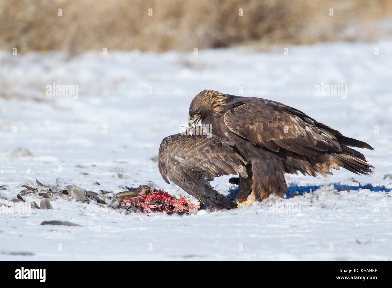 Golden eagle feeding on Canada goose Stock Photo