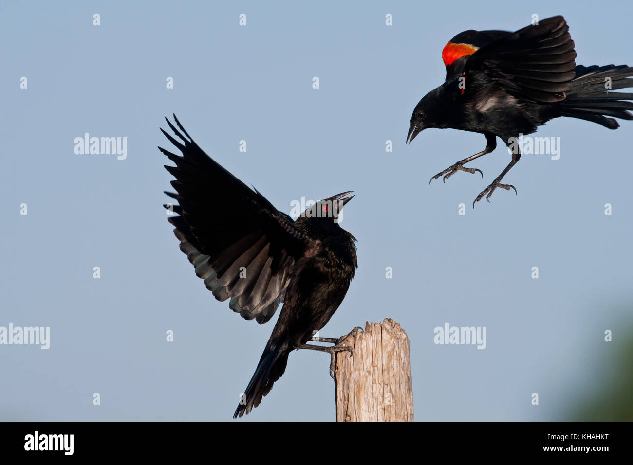 Bronzed cowbird in South Texas fighting with a red-winged blackbird Stock Photo