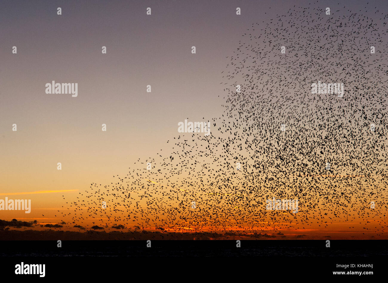 Murmuration over the ruins of Brighton's West Pier on the south coast of England. A flock starlings perform aerial acrobatics over the pier at sunset. Stock Photo