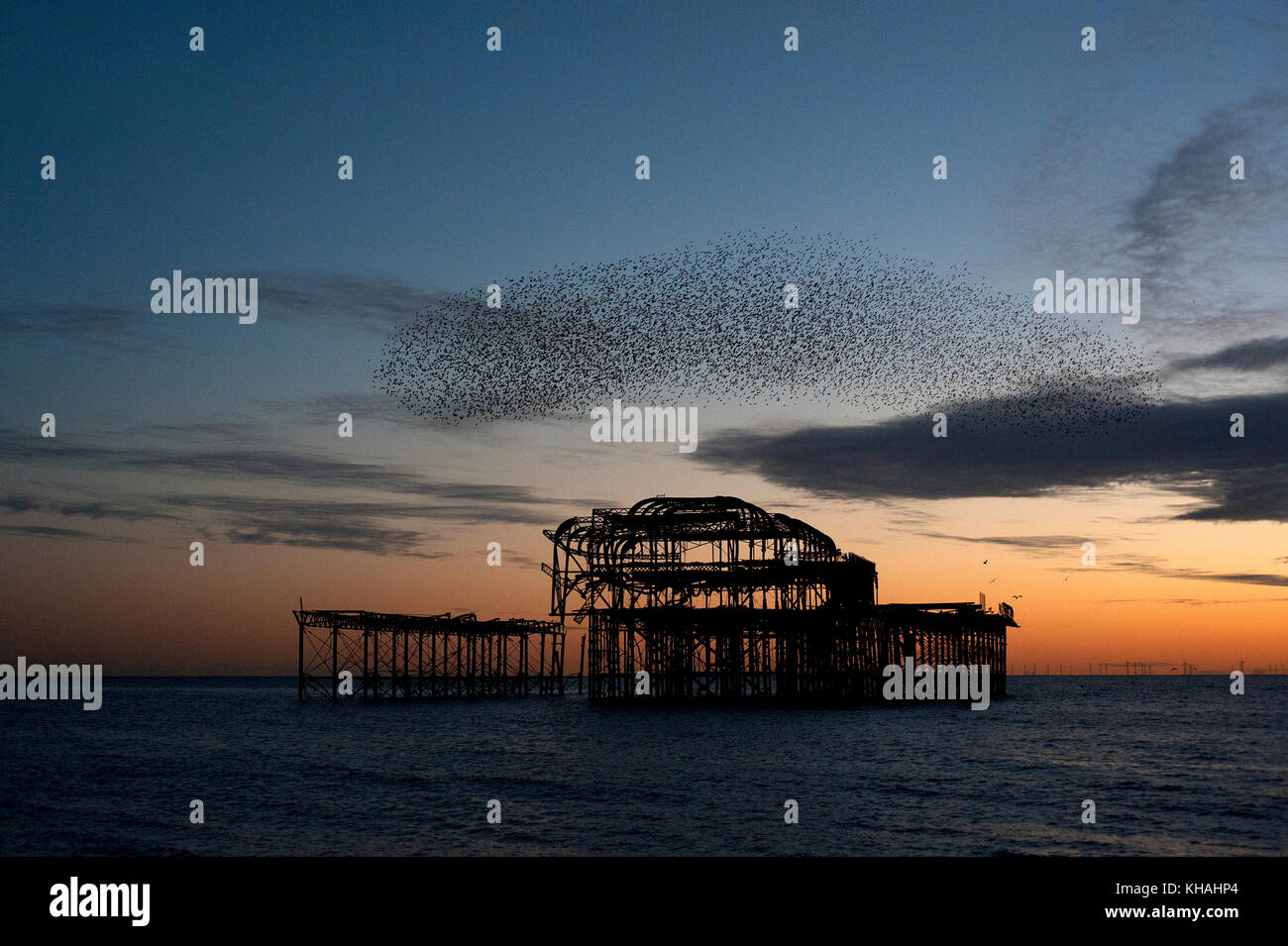 Murmuration over the ruins of Brighton's West Pier on the south coast of England. A flock of starlings swoops in a unified masover the pier at sunset. Stock Photo