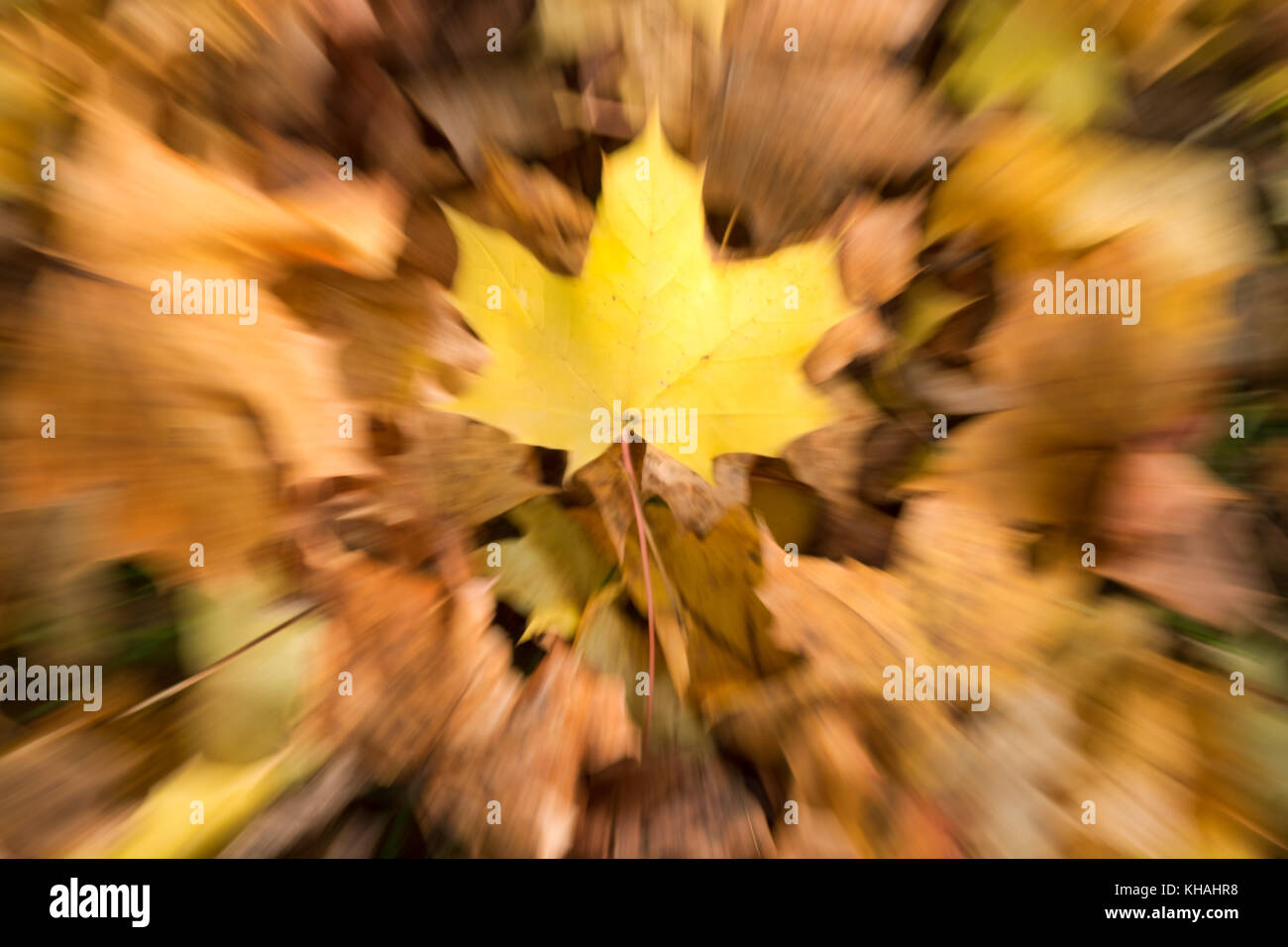 An artistically zoomed image of colourful autumn leaves Stock Photo