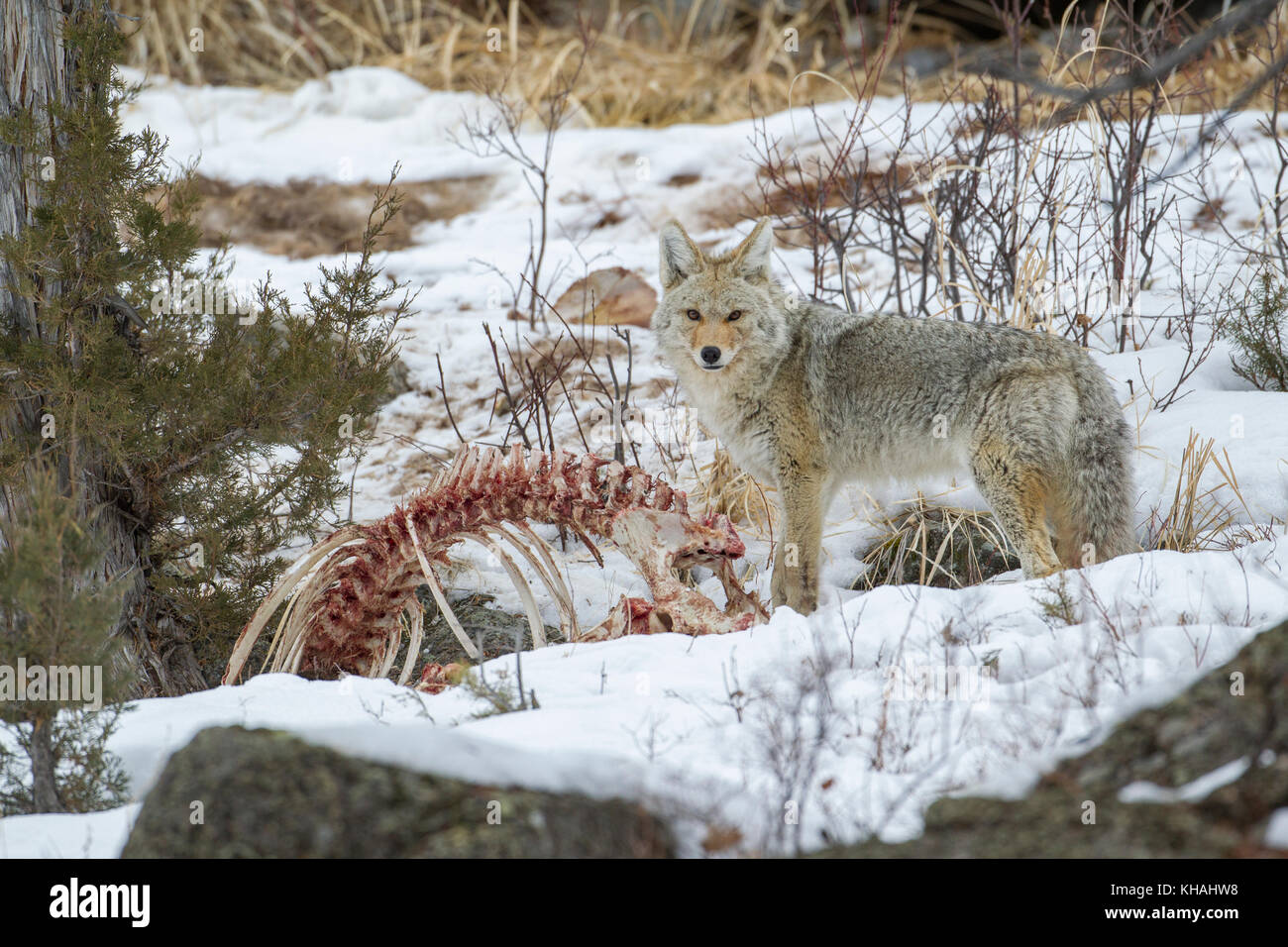 Coyote feeding on wolf kill in Yellowstone National Park Stock Photo Alamy