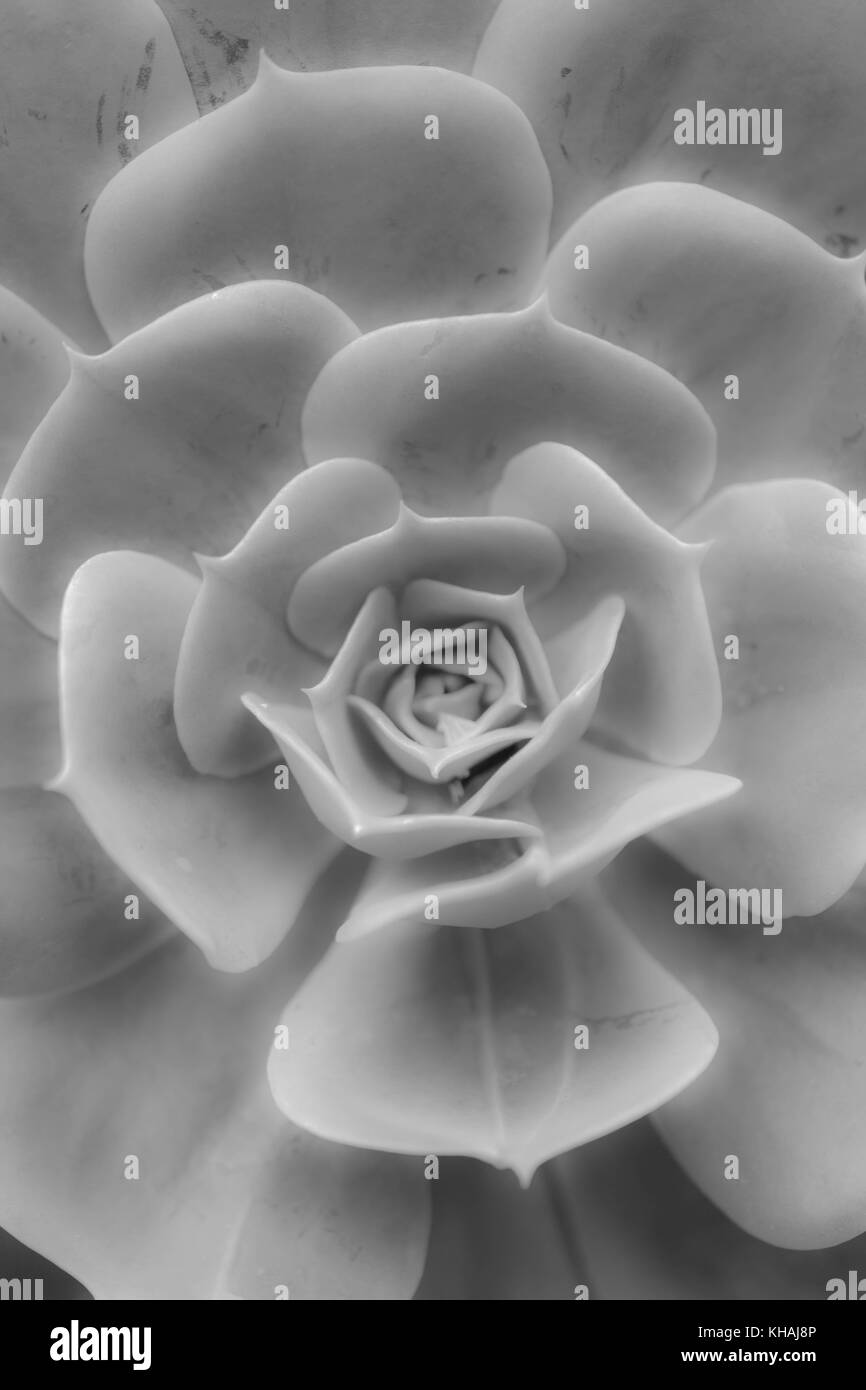 Echeveria secunda species texture and close up view in black and white. Stock Photo