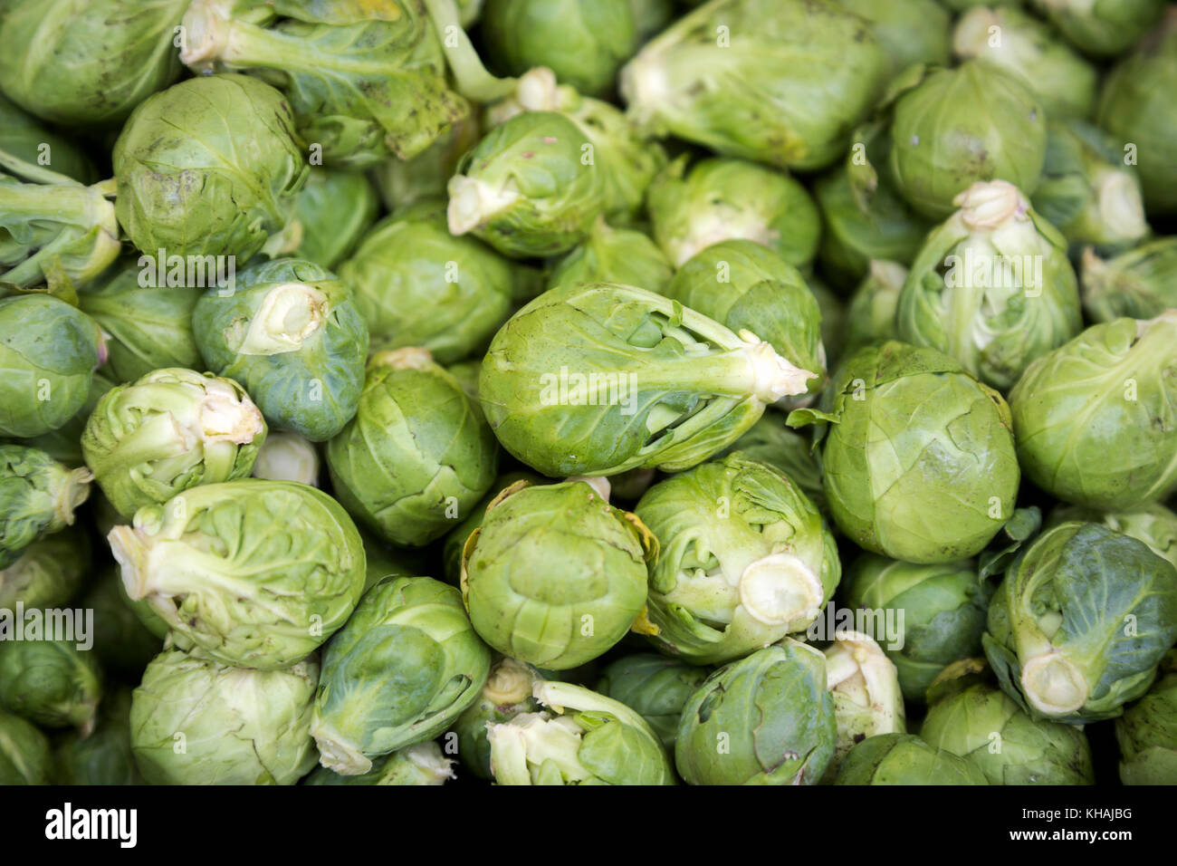 Fresh Brussel Sprouts Stock Photo Alamy