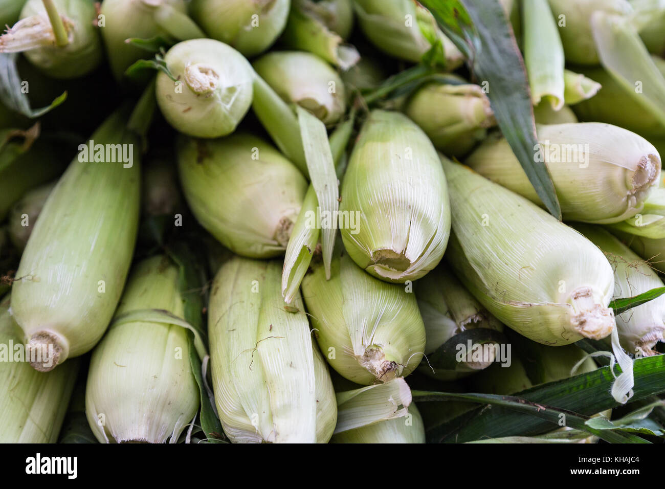 Fresh Organic Corn in Husks Stock Photo Alamy