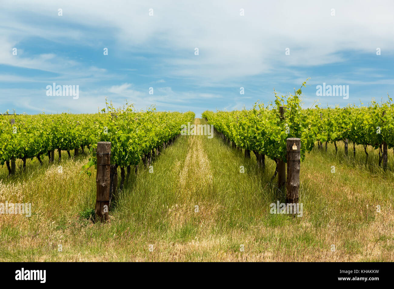 Vinyards on a hillside with blue skies in south australia. Stock Photo