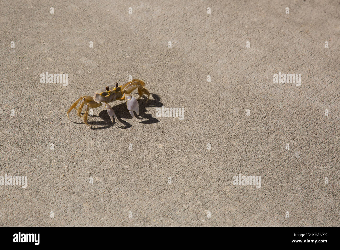Land crab on sidewalk Stock Photo Alamy