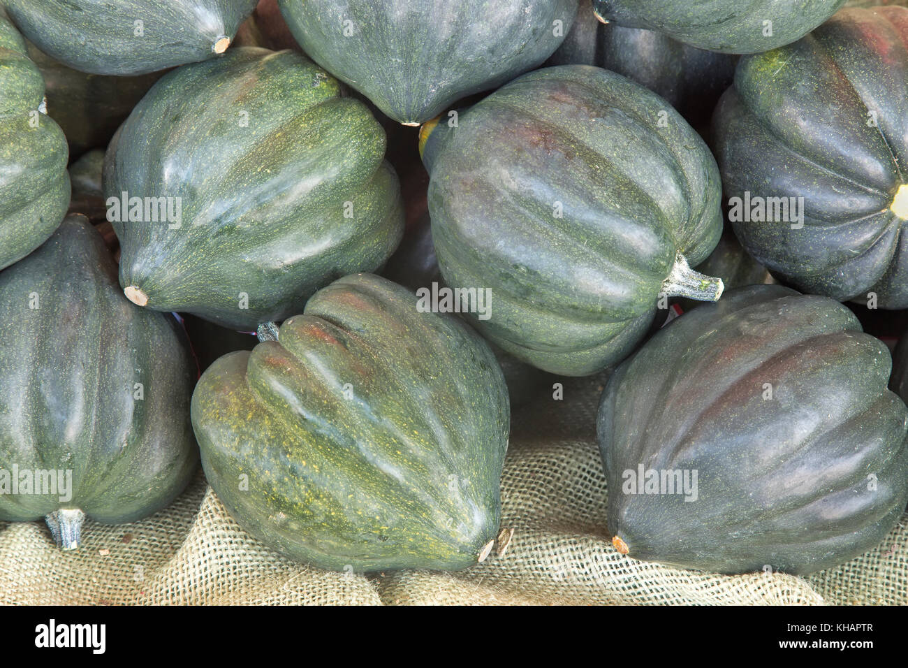 Green Acorn 'Cucurbita pepo' squash harvest,  variety turbinate, organic . Stock Photo