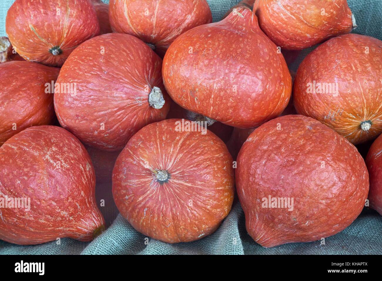 Harvested Red Kuri squash 'Cucurbita maxima' Stock Photo Alamy