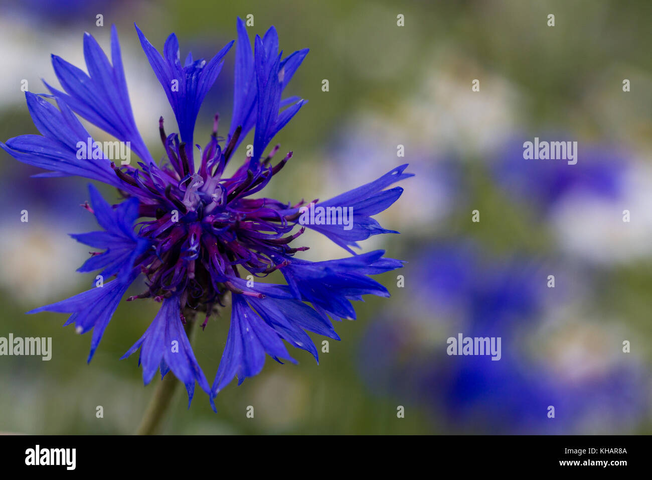 Flockenblume Kornblume Stock Photo 165580250 Alamy