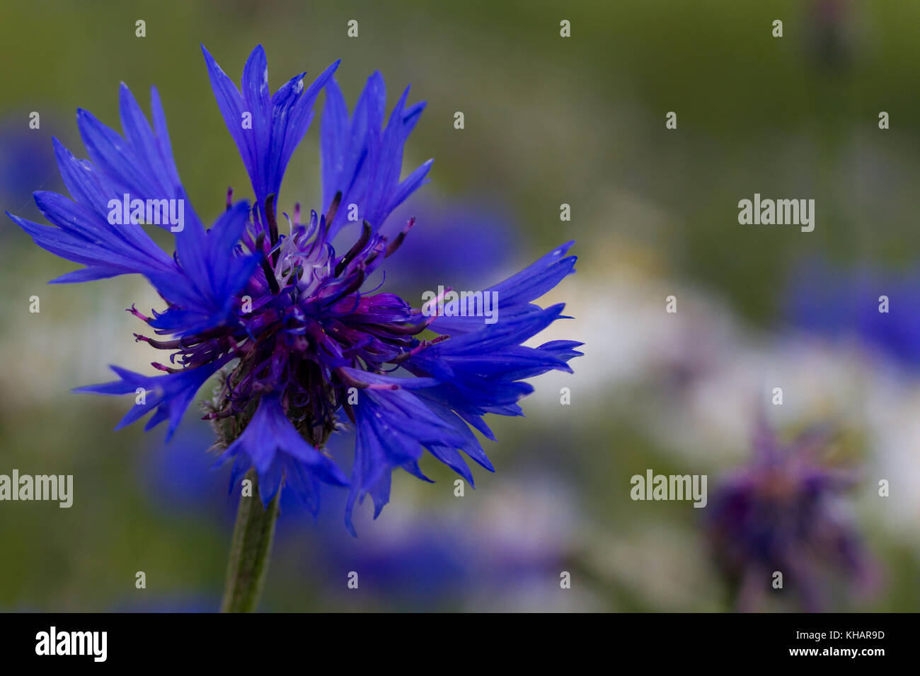 Flockenblume Kornblume Stock Photo 165580281 Alamy