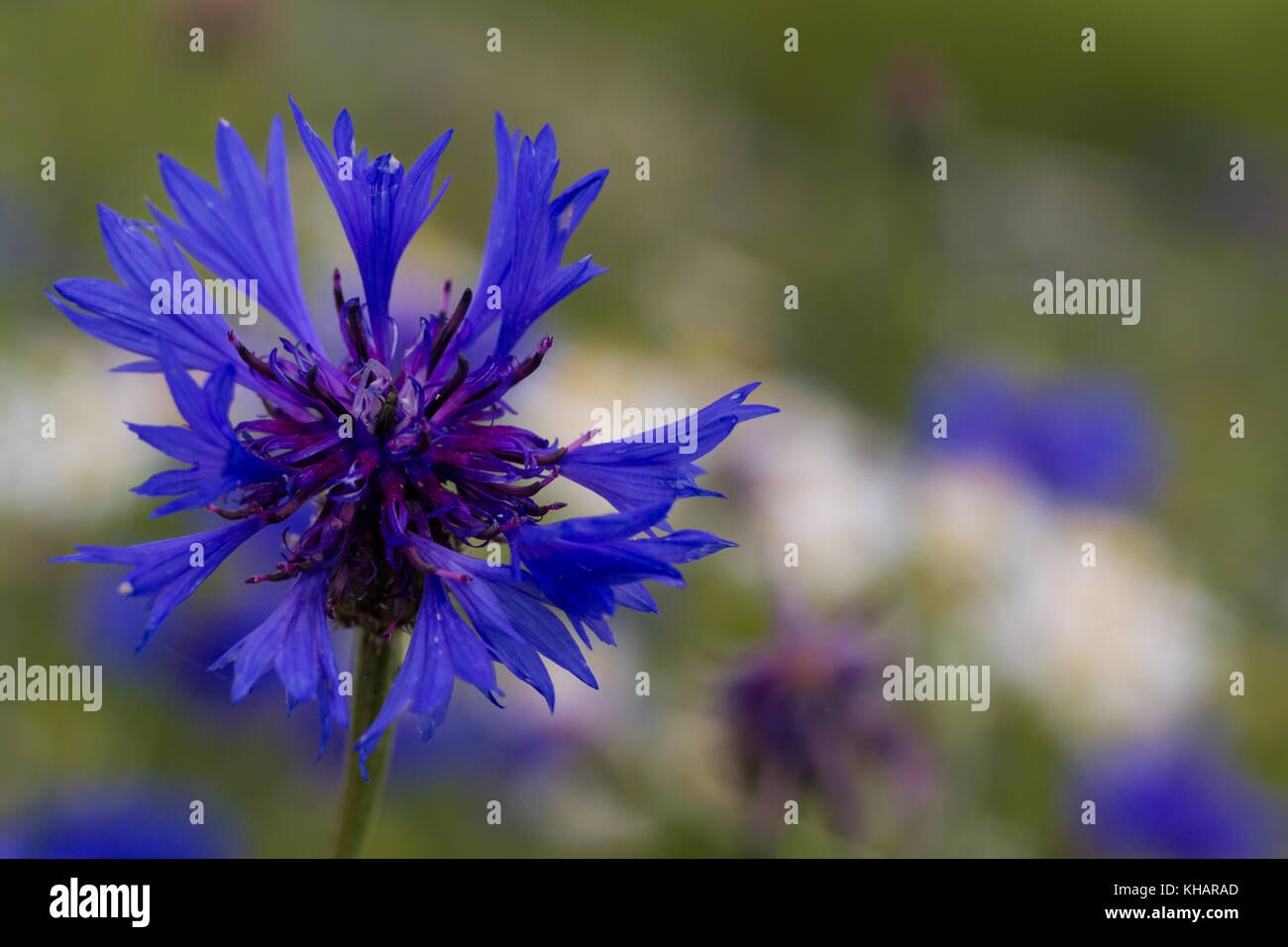 Flockenblume Kornblume Stock Photo 165580309 Alamy