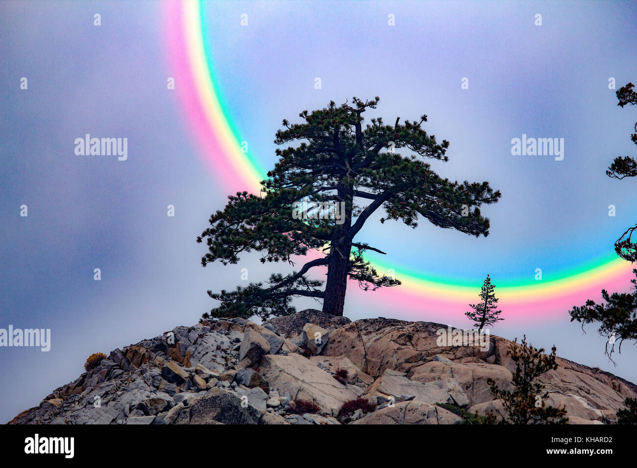 Standing Tall On A Granite Rock At Donner Summit Stock Photo Alamy