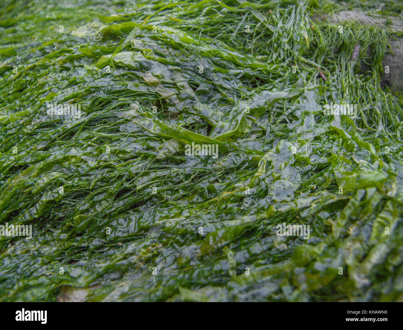 The grass-like seaweed species Enteromorpha - known as Gutweed - growing on rocks near high-tide line. Exact species uncertain. Used as survival food. Stock Photo